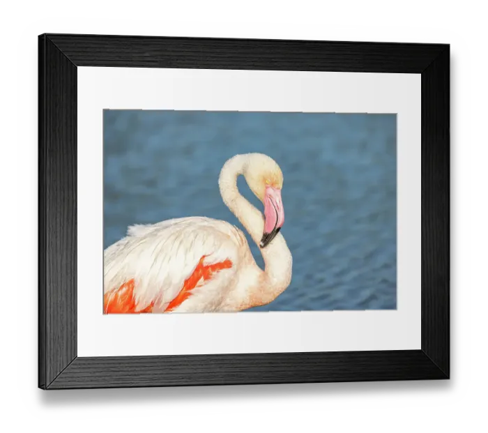 Framed Print : Saintes-Maries-de-la-Mer, Bouches-du-Rhone, Provence-Alpes-Cote d'Azur, France. Flamingo at the Ornithological Park of Pont de Gau Framed Print : Saintes-Maries-de-la-Mer, Bouches-du-Rhone, Provence-Alpes-Cote d'Azur, France. Flamingo at the Ornithological Park of Pont de Gau