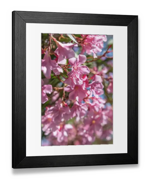 Framed Print : Saintes-Maries-de-la-Mer, Bouches-du-Rhone, Provence-Alpes-Cote d'Azur, France. Pink flowering tree in the south of France Framed Print : Saintes-Maries-de-la-Mer, Bouches-du-Rhone, Provence-Alpes-Cote d'Azur, France. Pink flowering tree in the south of France