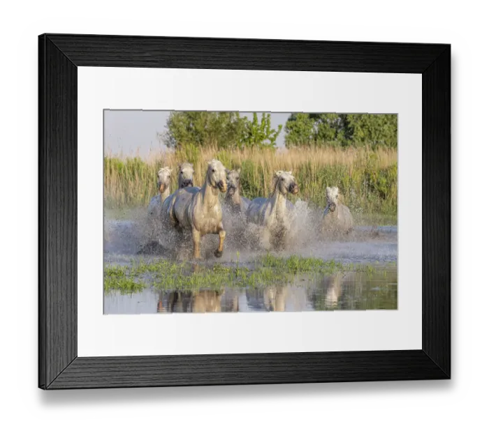 Framed Print : Saintes-Maries-de-la-Mer, Bouches-du-Rhone, Provence-Alpes-Cote d'Azur, France. Horses running through the marshes in the Camargue