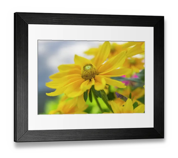 Framed Print : Saintes-Maries-de-la-Mer, Bouches-du-Rhone, Provence-Alpes-Cote d'Azur, France. Beautiful yellow flower in southern France Framed Print : Saintes-Maries-de-la-Mer, Bouches-du-Rhone, Provence-Alpes-Cote d'Azur, France. Beautiful yellow flower in southern France