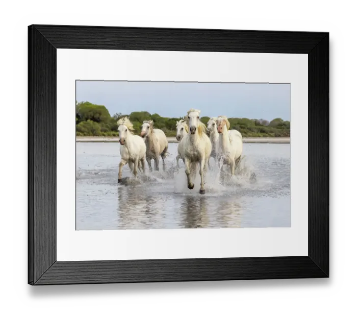 Framed Print : Saintes-Maries-de-la-Mer, Bouches-du-Rhone, Provence-Alpes-Cote d'Azur, France. Herd of horses running through the marshes of the Camargue