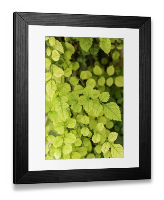 Framed Print : Aigues-Mortes, Gard, Occitania, France. Green leaves of a vine climbing on a wall