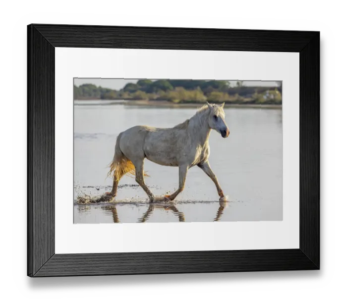Framed Print : Saintes-Maries-de-la-Mer, Bouches-du-Rhone, Provence-Alpes-Cote d'Azur, France. Horse running through the marshes of the Camargue