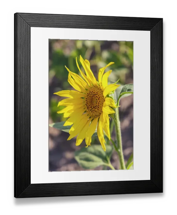Framed Print : Camargue Nord, Arles, Bouches-du-Rhone, Provence-Alpes-Cote d'Azur, France. Sunflower in a field in Provence Framed Print : Camargue Nord, Arles, Bouches-du-Rhone, Provence-Alpes-Cote d'Azur, France. Sunflower in a field in Provence