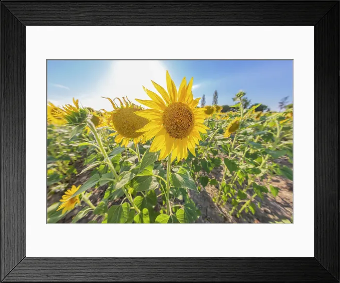 Framed Print : Camargue Nord, Arles, Bouches-du-Rhone, Provence-Alpes-Cote d'Azur, France. Field of sunflowers in Provence