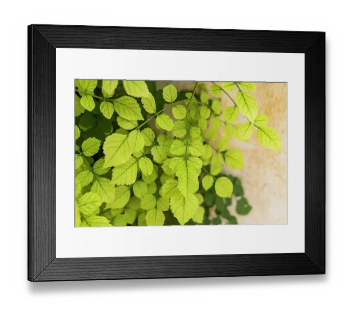 Framed Print : Aigues-Mortes, Gard, Occitania, France. Green leaves of a vine climbing on a wall Framed Print : Aigues-Mortes, Gard, Occitania, France. Green leaves of a vine climbing on a wall