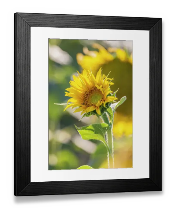Framed Print : Camargue Nord, Arles, Bouches-du-Rhone, Provence-Alpes-Cote d'Azur, France. Field of sunflowers in Provence