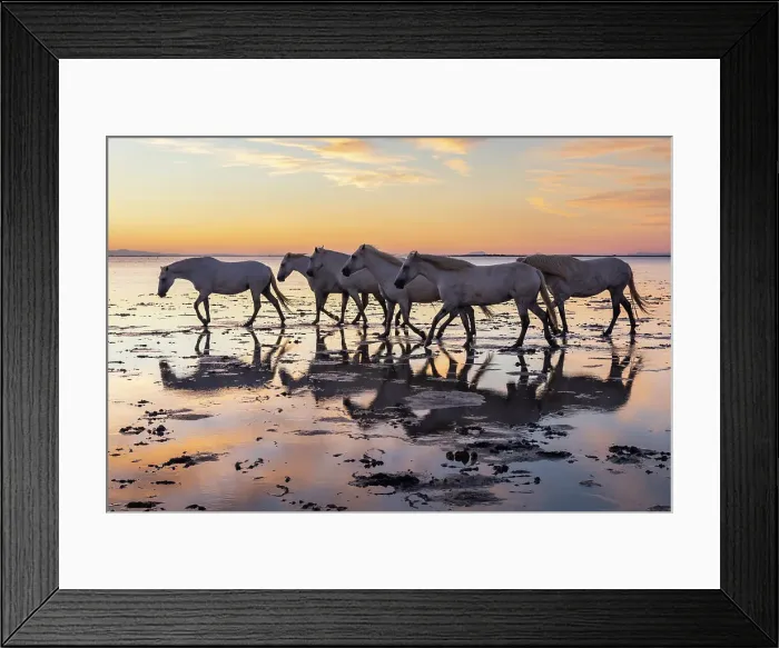 Framed Print : Saintes-Maries-de-la-Mer, Bouches-du-Rhone, Provence-Alpes-Cote d'Azur, France. Herd of Camargue horses in the marshes at dawn