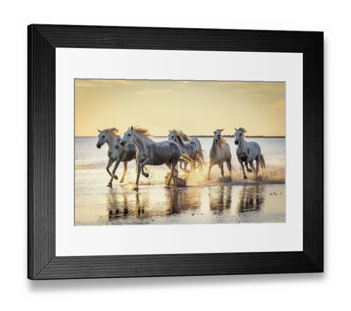 Framed Print : Saintes-Maries-de-la-Mer, Bouches-du-Rhone, Provence-Alpes-Cote d'Azur, France. Camargue horses running through water at sunrise Framed Print : Saintes-Maries-de-la-Mer, Bouches-du-Rhone, Provence-Alpes-Cote d'Azur, France. Camargue horses running through water at sunrise