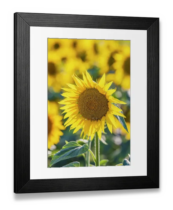 Framed Print : Camargue Nord, Arles, Bouches-du-Rhone, Provence-Alpes-Cote d'Azur, France. Field of sunflowers in Provence Framed Print : Camargue Nord, Arles, Bouches-du-Rhone, Provence-Alpes-Cote d'Azur, France. Field of sunflowers in Provence
