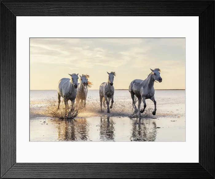 Framed Print : Saintes-Maries-de-la-Mer, Bouches-du-Rhone, Provence-Alpes-Cote d'Azur, France. Camargue horses running through water at sunrise