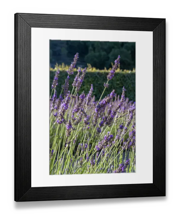 Framed Print : Gordes, Vaucluse, Provence-Alpes-Cote d'Azur, France. Lavender at the Senanque Abbey in Provence Framed Print : Gordes, Vaucluse, Provence-Alpes-Cote d'Azur, France. Lavender at the Senanque Abbey in Provence