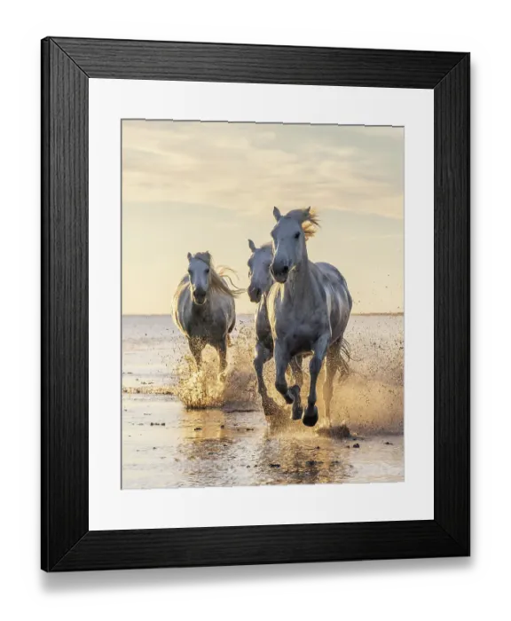 Framed Print : Saintes-Maries-de-la-Mer, Bouches-du-Rhone, Provence-Alpes-Cote d'Azur, France. Camargue horses running through water at sunrise