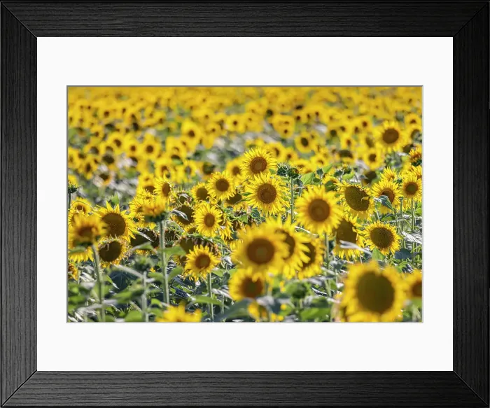 Framed Print : Camargue Nord, Arles, Bouches-du-Rhone, Provence-Alpes-Cote d'Azur, France. Field of sunflowers in Provence Framed Print : Camargue Nord, Arles, Bouches-du-Rhone, Provence-Alpes-Cote d'Azur, France. Field of sunflowers in Provence