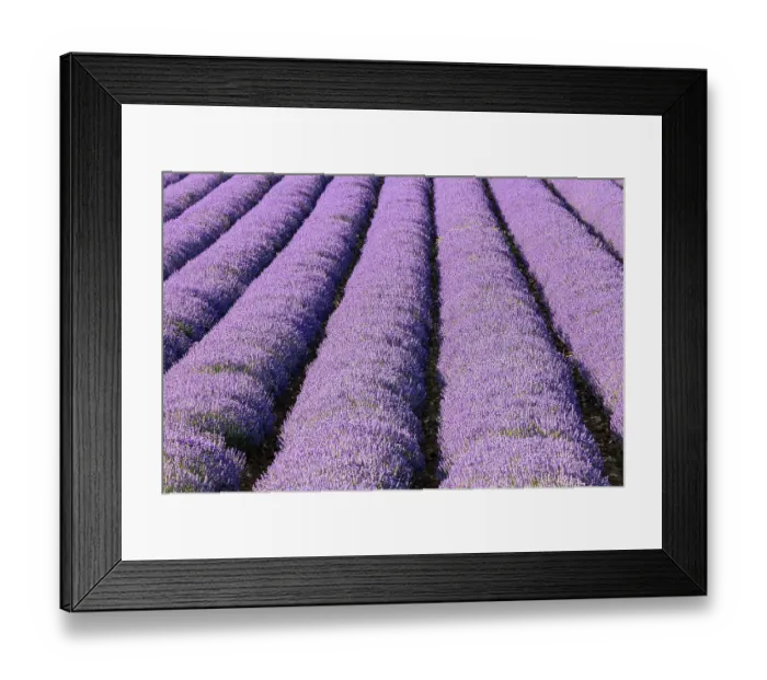 Framed Print : Aurel, Vaucluse, Alpes-Cote d'Azur, France. Rows of lavender growing in southern France