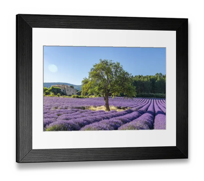 Framed Print : Aurel, Vaucluse, Alpes-Cote d'Azur, France. Tree growing in a lavender field