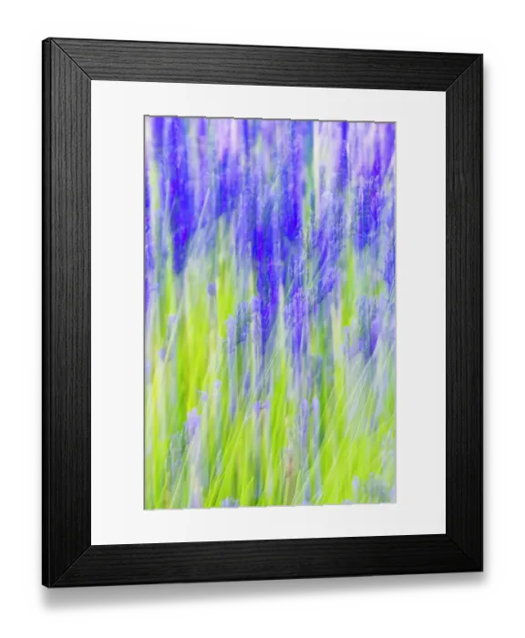 Framed Print : Aurel, Vaucluse, Alpes-Cote d'Azur, France. Motion blur view of a lavender field Framed Print : Aurel, Vaucluse, Alpes-Cote d'Azur, France. Motion blur view of a lavender field
