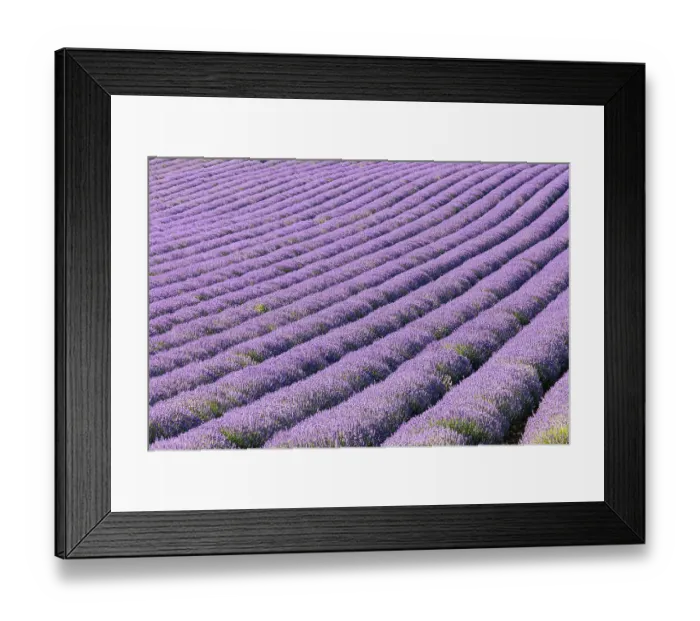 Framed Print : Aurel, Vaucluse, Alpes-Cote d'Azur, France. Rows of lavender growing in southern France Framed Print : Aurel, Vaucluse, Alpes-Cote d'Azur, France. Rows of lavender growing in southern France
