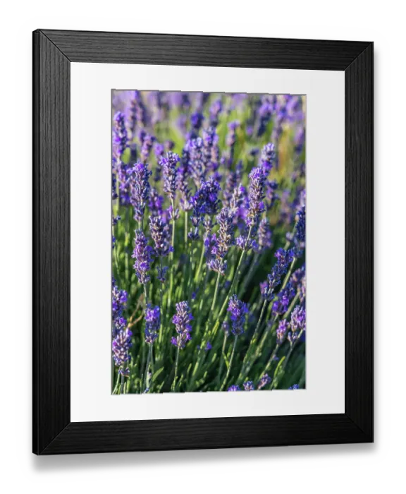 Framed Print : Ferrassieres, Drome, Auvergne-Rhone-Alpes, France. Close up of lavender growing in the south of France Framed Print : Ferrassieres, Drome, Auvergne-Rhone-Alpes, France. Close up of lavender growing in the south of France