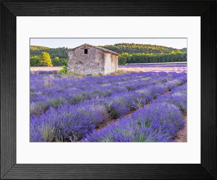 Framed Print : Saint-Christol, Vaucluse, Provence-Alpes-Cote d'Azur, France. Small stone building in a lavender field