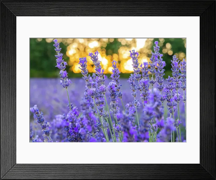 Framed Print : Saint-Christol, Vaucluse, Provence-Alpes-Cote d'Azur, France. Close up of lavender growing in the south of France Framed Print : Saint-Christol, Vaucluse, Provence-Alpes-Cote d'Azur, France. Close up of lavender growing in the south of France