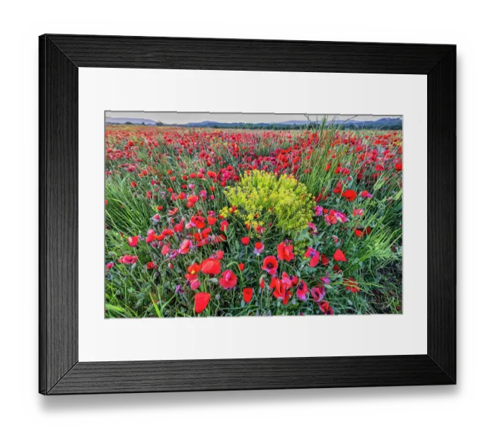 Framed Print : Provincial poppies, France