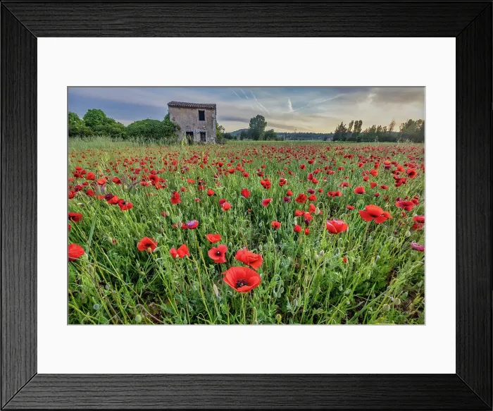 Framed Print : Provincial poppies, France Framed Print : Provincial poppies, France
