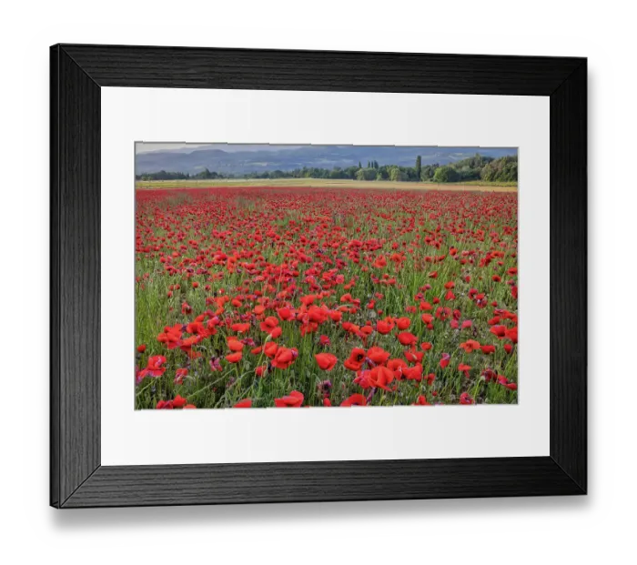 Framed Print : Provincial poppies, France Framed Print : Provincial poppies, France