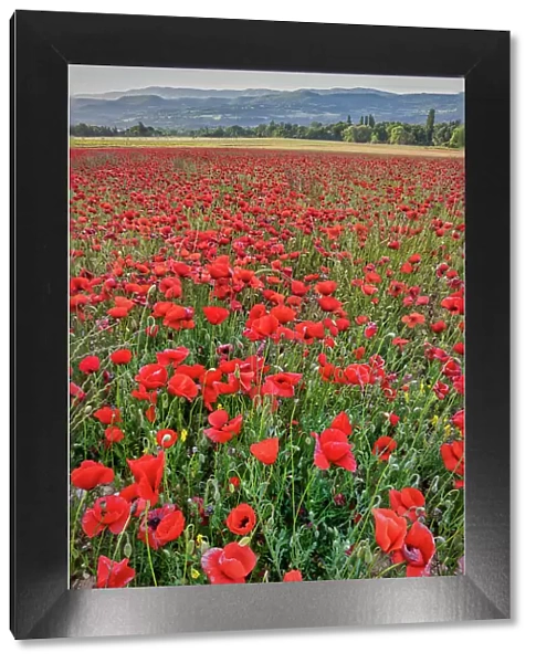 Provincial poppies, France