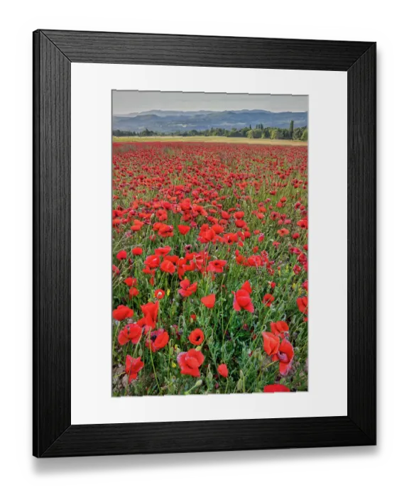 Framed Print : Provincial poppies, France Framed Print : Provincial poppies, France