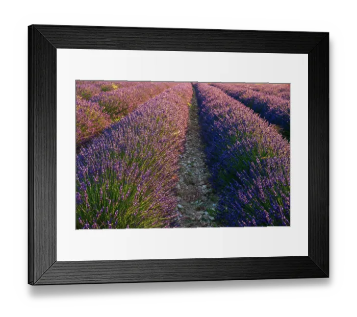 Framed Print : A field of Lavender, in bloom. Sault, Provence, France Framed Print : A field of Lavender, in bloom. Sault, Provence, France