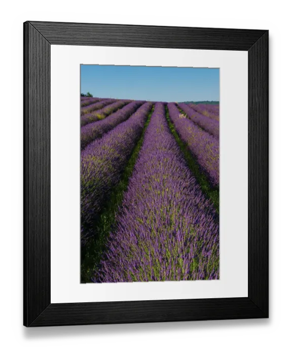 Framed Print : A field of Lavender, in bloom. Sault, Provence, France Framed Print : A field of Lavender, in bloom. Sault, Provence, France