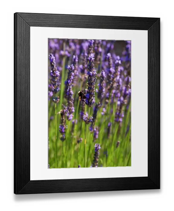 Framed Print : A bee sipping nectar from lavender flowers, Lavandula species. Roussillon, Provence, France Framed Print : A bee sipping nectar from lavender flowers, Lavandula species. Roussillon, Provence, France