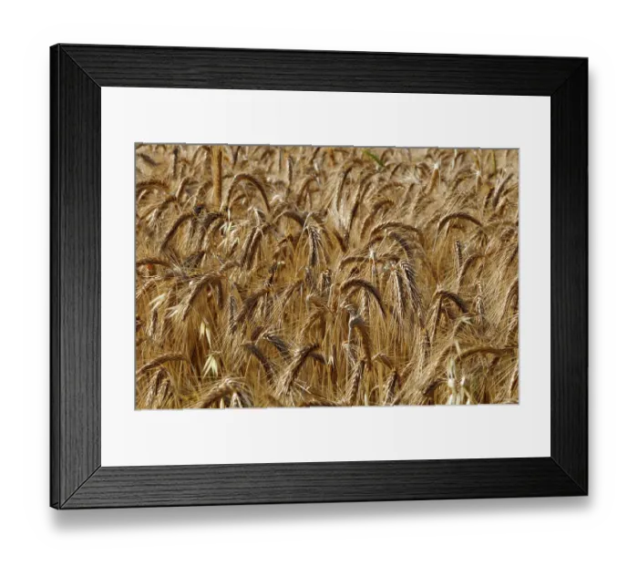 Framed Print : A field of ripening wheat, Triticum species. Sault, Provence, France Framed Print : A field of ripening wheat, Triticum species. Sault, Provence, France