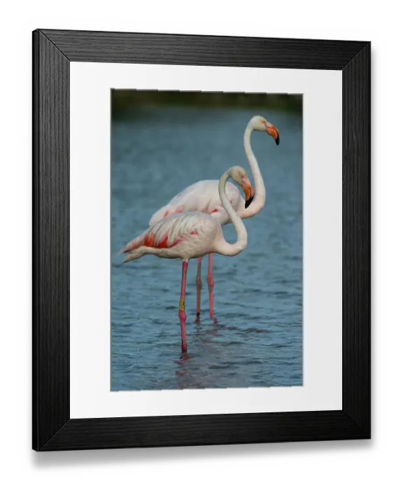 Framed Print : Two greater flamingos, Phoenicopterus roseus, standing side by side in water. Saintes Maries de la Mer, Camargue, Bouches du Rhone, Provence Alpes Cote d'Azur, France Framed Print : Two greater flamingos, Phoenicopterus roseus, standing side by side in water. Saintes Maries de la Mer, Camargue, Bouches du Rhone, Provence Alpes Cote d'Azur, France