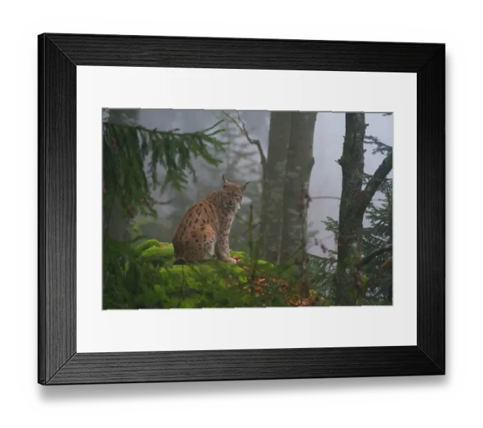Framed Print : A European lynx, sitting on a mossy boulder in a foggy forest. Bayerischer Wald National Park, Bavaria, Germany Framed Print : A European lynx, sitting on a mossy boulder in a foggy forest. Bayerischer Wald National Park, Bavaria, Germany