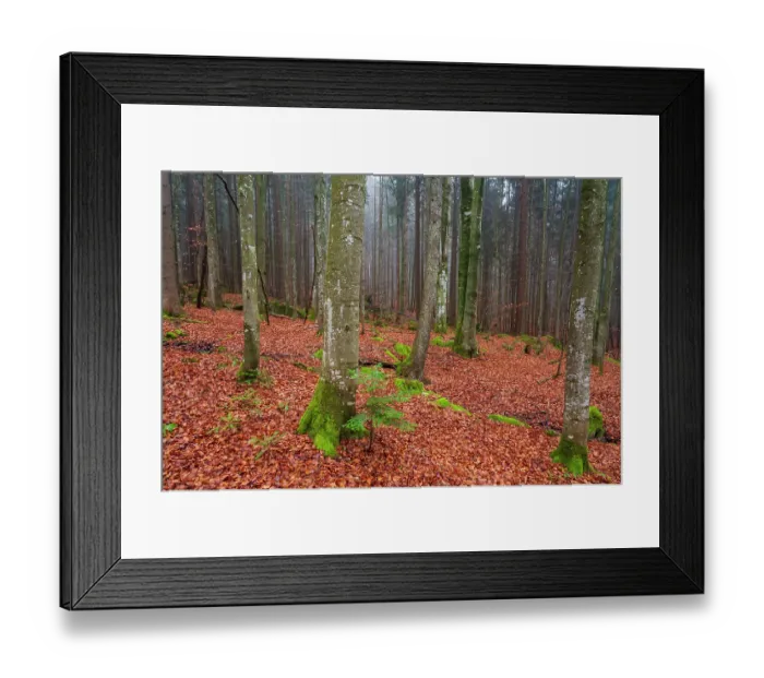 Framed Print : A foggy Bavarian forest in autumn. Bayerischer Wald National Park, Bavaria, Germany Framed Print : A foggy Bavarian forest in autumn. Bayerischer Wald National Park, Bavaria, Germany