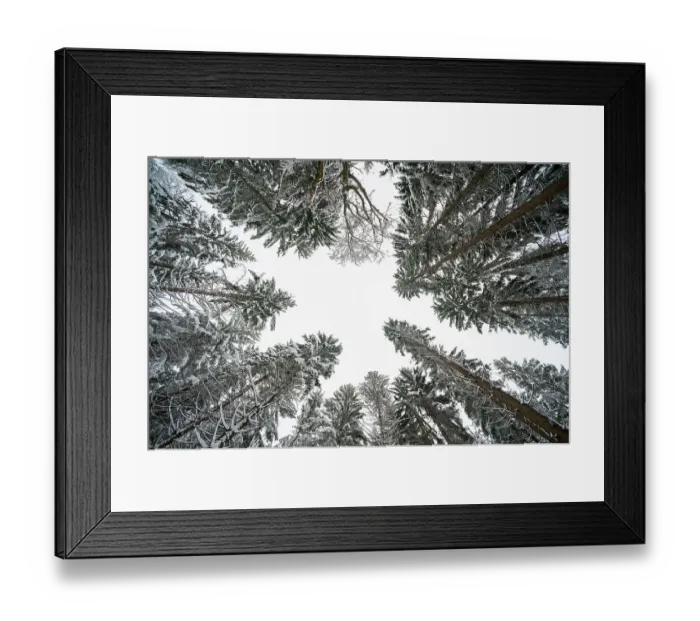 Framed Print : Low angle view of trees in Bavarian Forest National Park. Germany