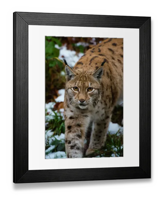Framed Print : Portrait of a European lynx, walking in snow. Bayerischer Wald National Park, Bavaria, Germany