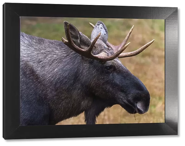 Close-up portrait of a captive Eurasian elk, Alces alces. Bayerischer Wald National Park, Bavaria, Germany