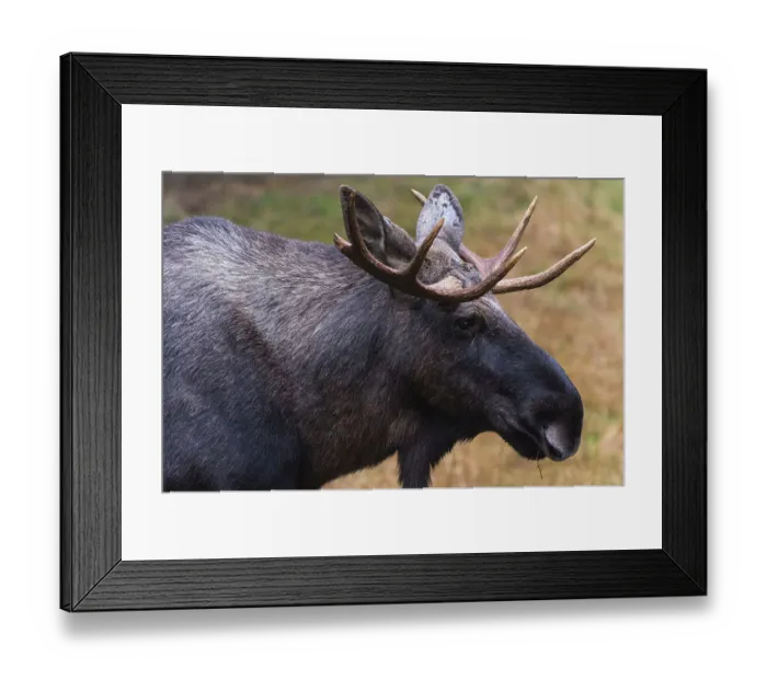 Framed Print : Close-up portrait of a captive Eurasian elk, Alces alces. Bayerischer Wald National Park, Bavaria, Germany Framed Print : Close-up portrait of a captive Eurasian elk, Alces alces. Bayerischer Wald National Park, Bavaria, Germany