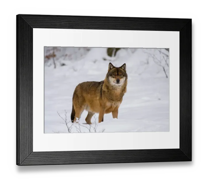 Framed Print : A Gray wolf, Canis lupus, in Bavarian Forest National Park. Germany Framed Print : A Gray wolf, Canis lupus, in Bavarian Forest National Park. Germany