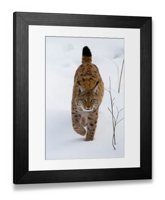Framed Print : A European lynx, on the move in Bavarian Forest National Park. Germany Framed Print : A European lynx, on the move in Bavarian Forest National Park. Germany