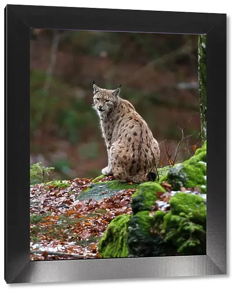 A European lynx, sitting on a mossy rock and looking at the camera. Bayerischer Wald National Park, Bavaria, Germany