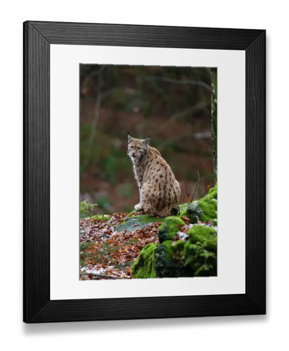 Framed Print : A European lynx, sitting on a mossy rock and looking at the camera. Bayerischer Wald National Park, Bavaria, Germany
