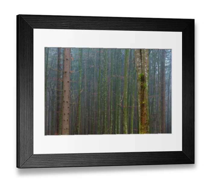 Framed Print : A foggy forest with mossy tree trunks. Bayerischer Wald National Park, Bavaria, Germany Framed Print : A foggy forest with mossy tree trunks. Bayerischer Wald National Park, Bavaria, Germany