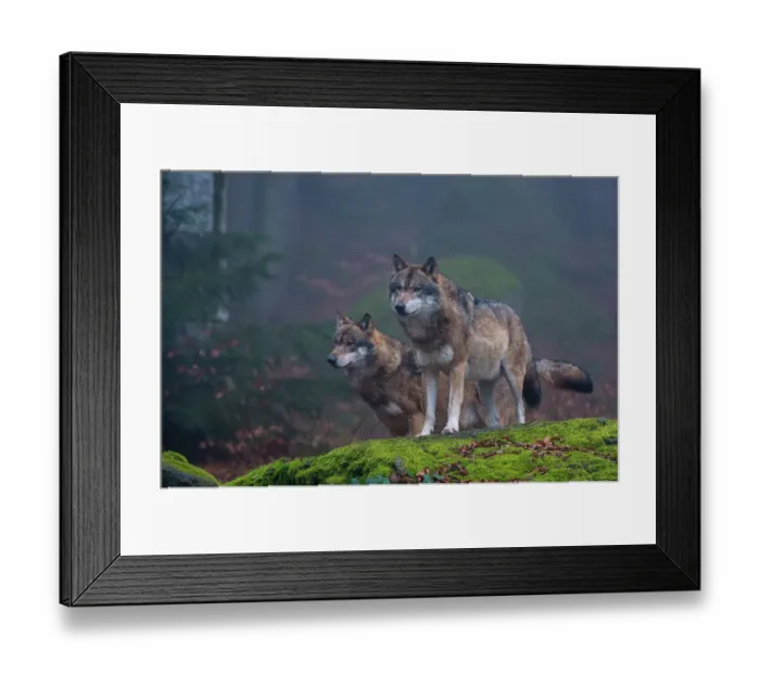 Framed Print : Two gray wolves, Canis lupus, on a mossy boulder in a foggy forest. Bayerischer Wald National Park, Bavaria, Germany