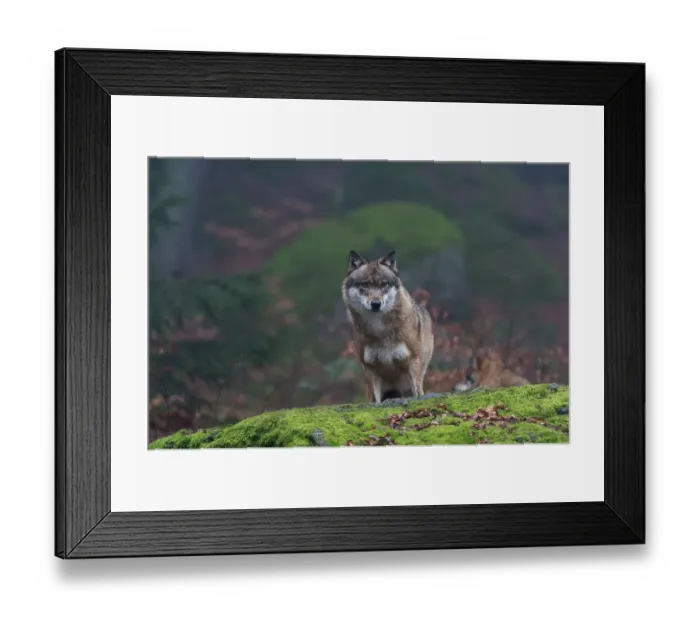 Framed Print : Portrait of a gray wolf, Canis lupus, on a mossy boulder in a foggy forest. Bayerischer Wald National Park, Bavaria, Germany Framed Print : Portrait of a gray wolf, Canis lupus, on a mossy boulder in a foggy forest. Bayerischer Wald National Park, Bavaria, Germany
