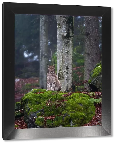 A European lynx, sitting atop a mossy boulder in a scenic forest. Bayerischer Wald National Park, Bavaria, Germany