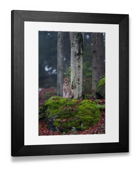 Framed Print : A European lynx, sitting atop a mossy boulder in a scenic forest. Bayerischer Wald National Park, Bavaria, Germany